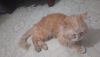mix breed Cat